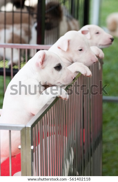 bull terrier puppies for sale