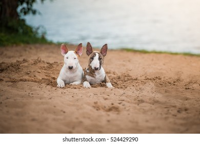 Bull Terrier Puppy