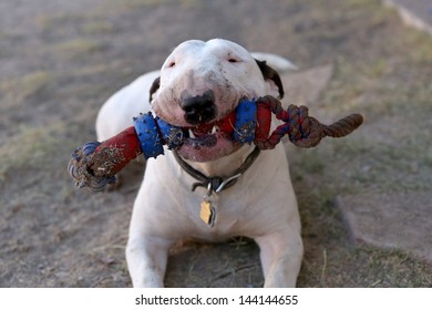 Bull Terrier smiling with his toy