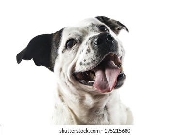 Bull Terrier Type Dog On White Background