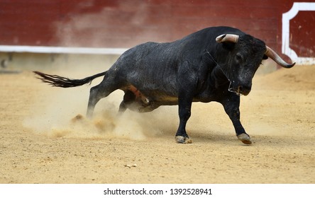 Bull in traditional  spectacle in spain