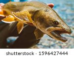 Bull trout from the Alberta Rocky Mountains 