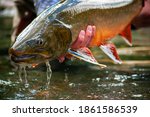 Bull trout caught and released while fishing a mountain stream 