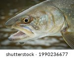 Bull trout portrait caught and released while fly fishing in Alberta 