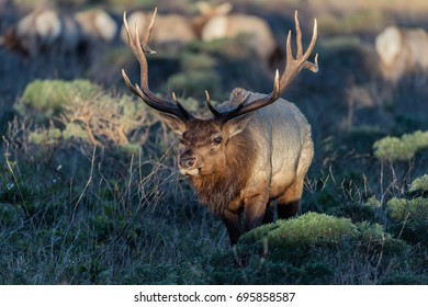 A Bull Tule Elk Approaches.