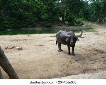 A Bull In Zoo In Thiland