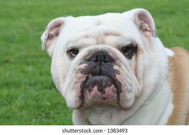 Bulldog Stock Photo 1383493 | Shutterstock