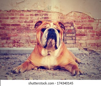 a bulldog in an alley with a brick wall done with a vintage retro instagram filter