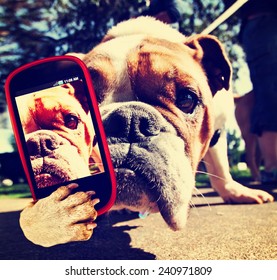  A Bulldog Close Up Of His Face Taking A Selfie With A Camera Cell Phone Toned With A Retro Vintage Instagram Filter Effect