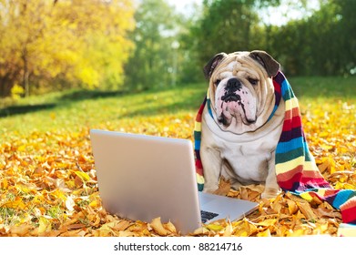 Bulldog With A Computer In Autumn Leaves