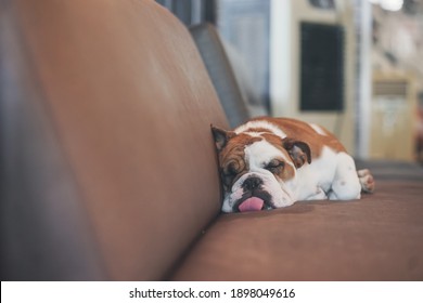 bulldog. A cute bulldog is sleeping with tongue out lying on the leather couch. Vintage film grained filter. - Shutterstock ID 1898049616
