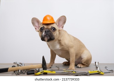 247 Dog In Hardhat Stock Photos, Images & Photography 