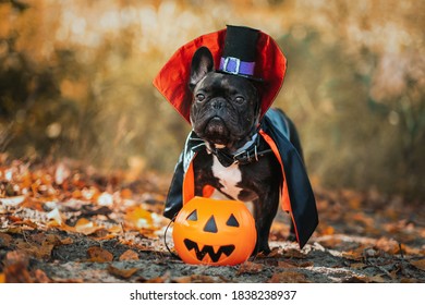 Bulldog Dog In A Dracula Costume. Halloween Vampire.