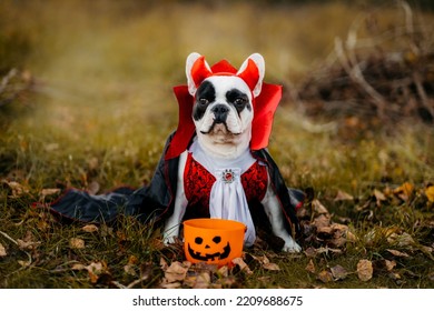 Bulldog Dog In A Dracula Costume. Halloween Vampire.