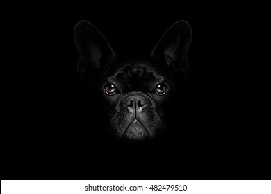 bulldog dog isolated on black dark dramatic background looking at you frontal, isolated - Powered by Shutterstock