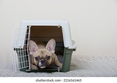 The Bulldog Dog Lies In A Large Plastic Shipping Box And Peers Into The Camera While Lying On A Soft Bedding.