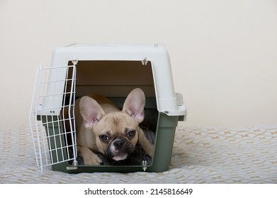 The Bulldog Dog Lies Quietly In A Large Plastic Box For Transportation On A Soft Bedding. The Dog Is Ready To Travel.