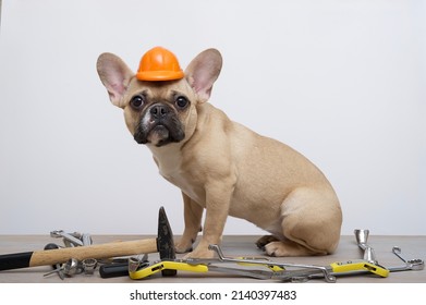 247 Dog in hardhat Stock Photos, Images & Photography | Shutterstock