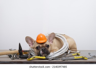 Bulldog Dog In A Red Protective Construction Helmet Lies On Wrenches On A White Background, Celebrating Labor Day. The Dog Looks Sadly Into The Camera And Has A Coil Of Cable Around Its Neck.