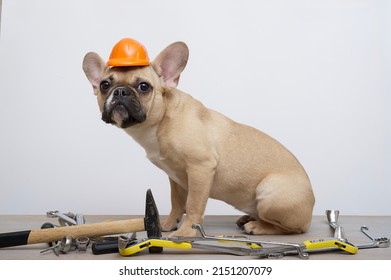 247 Dog in hardhat Stock Photos, Images & Photography | Shutterstock