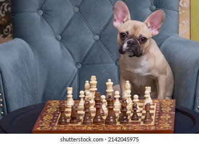 The Bulldog Dog Sits In A Cozy Chair And Plays Chess At The Competition, Looking Attentively At The Camera With His Head Tilted. Studio Photo Session Of A Chess Player's Dog.