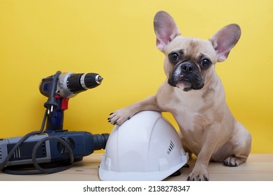Bulldog dog sits next to electric construction tools with his paw on a large white construction hard hat on a yellow background on Labor Day.