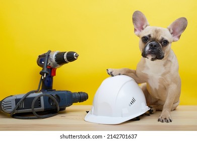 247 Dog in hardhat Stock Photos, Images & Photography | Shutterstock