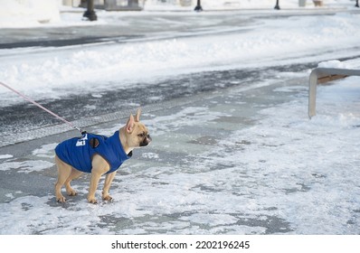 A Bulldog Dog In A Warm Jacket Walks Along A Snowy Road In The Park And Looks Warily To The Side.