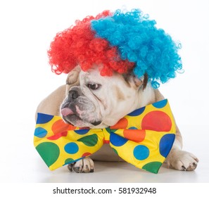 bulldog dressed like a clown on white background