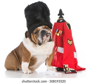 bulldog dressed like a royal british guardsman on white background