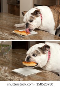 Bulldog Eating Pizza