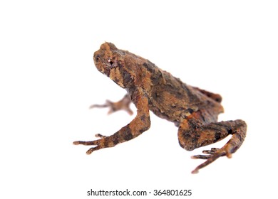 115 Frog poop Images, Stock Photos & Vectors | Shutterstock