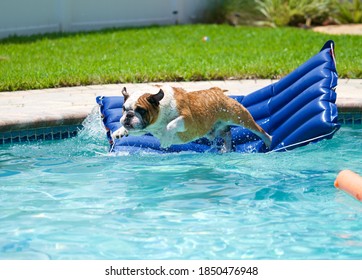 1,509 Bulldog swimming Images, Stock Photos & Vectors | Shutterstock