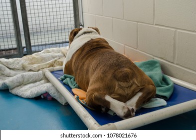 Bulldog Lounging On Cot At Animal Shelter