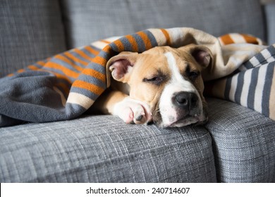 Bulldog Mix Puppy Sleeping on Gray Sofa at Home 