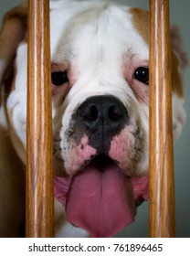  A bulldog puppy behind bars - Shutterstock ID 761896465