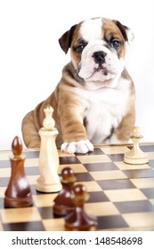 Bulldog Puppy Playing Chess