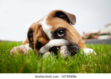 Bulldog puppy playing in grass