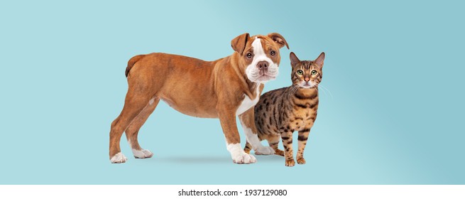 bulldog puppy and a tabby cat standing in front of a light blue background both staring at the camera