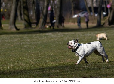 bulldog runs and play towards the camera