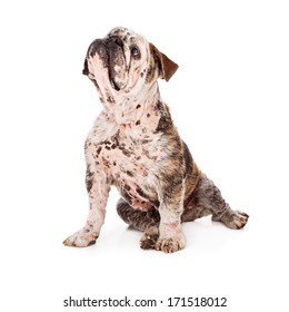 Dog Losing Hair Images Stock Photos Vectors Shutterstock