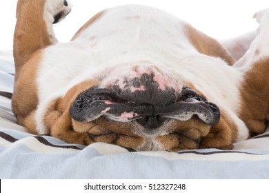 Bulldog Sleeping In The Bed