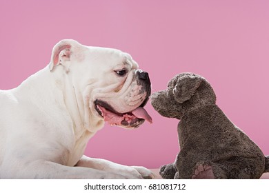 Bulldog With Soft Toy Dog