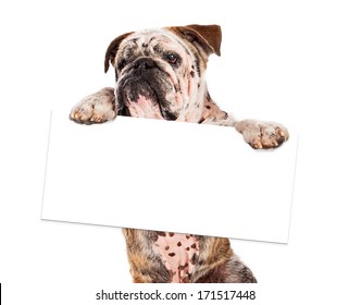 5,861 Bulldog holding Stock Photos, Images & Photography | Shutterstock