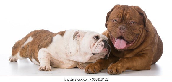 Bulldog Trying To Make Friends With Dogue De Bordeaux On White Background