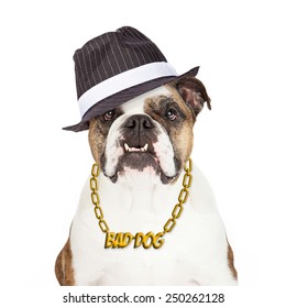 Bulldog Wearing Bad Dog Gold Chain Necklace And Gangster Hat