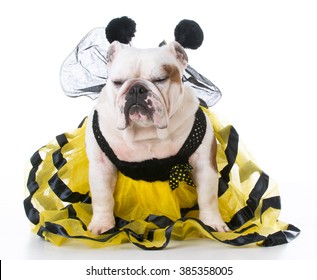 Bulldog Wearing Bumble Bee Costume On White Background