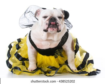 Bulldog Wearing Bumble Bee Costume On White Background