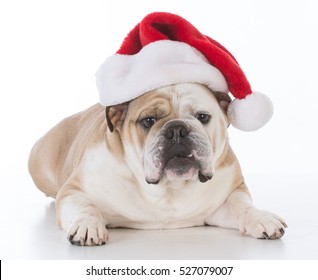 bulldog wearing santa hat with sweet expression on white background