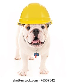 Bulldog Wearing A Yellow Construction Hard Hat